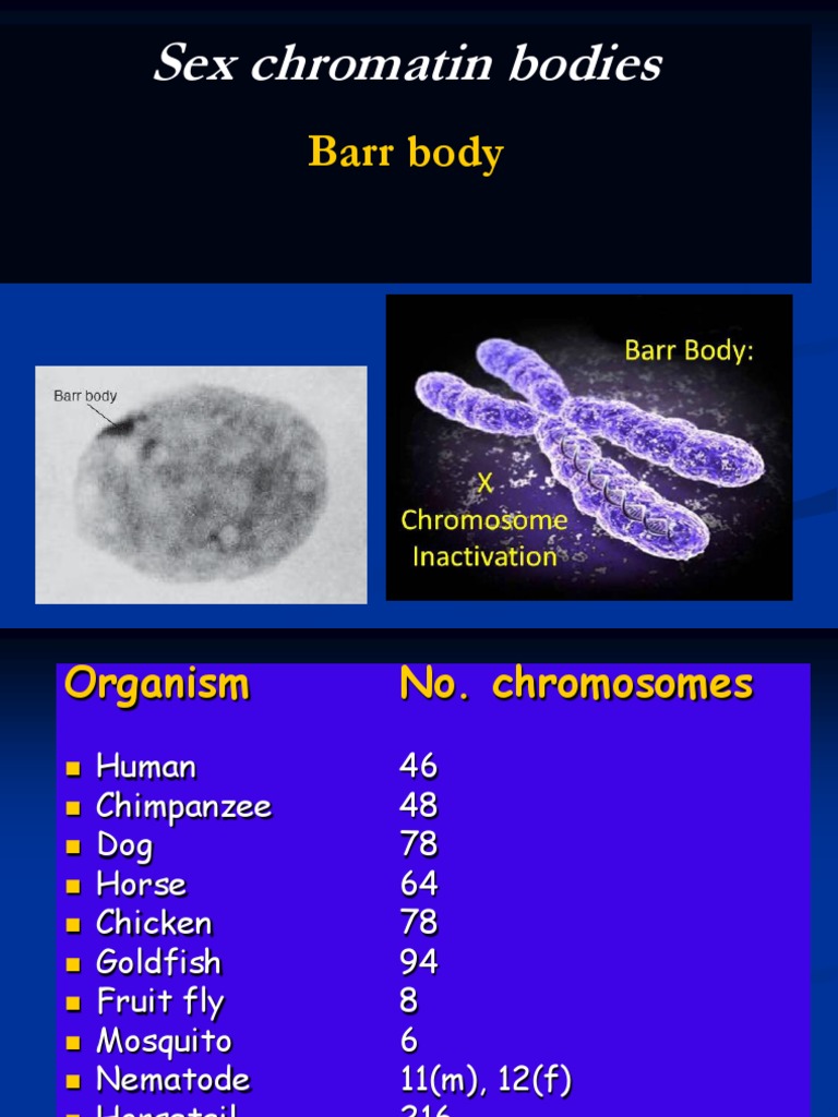 Sex Chromatin Bodies Barr Body PDF Cell Biology Reproduction