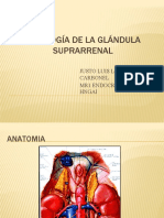 Fisiología de La Glándula Suprarrenal 2BE