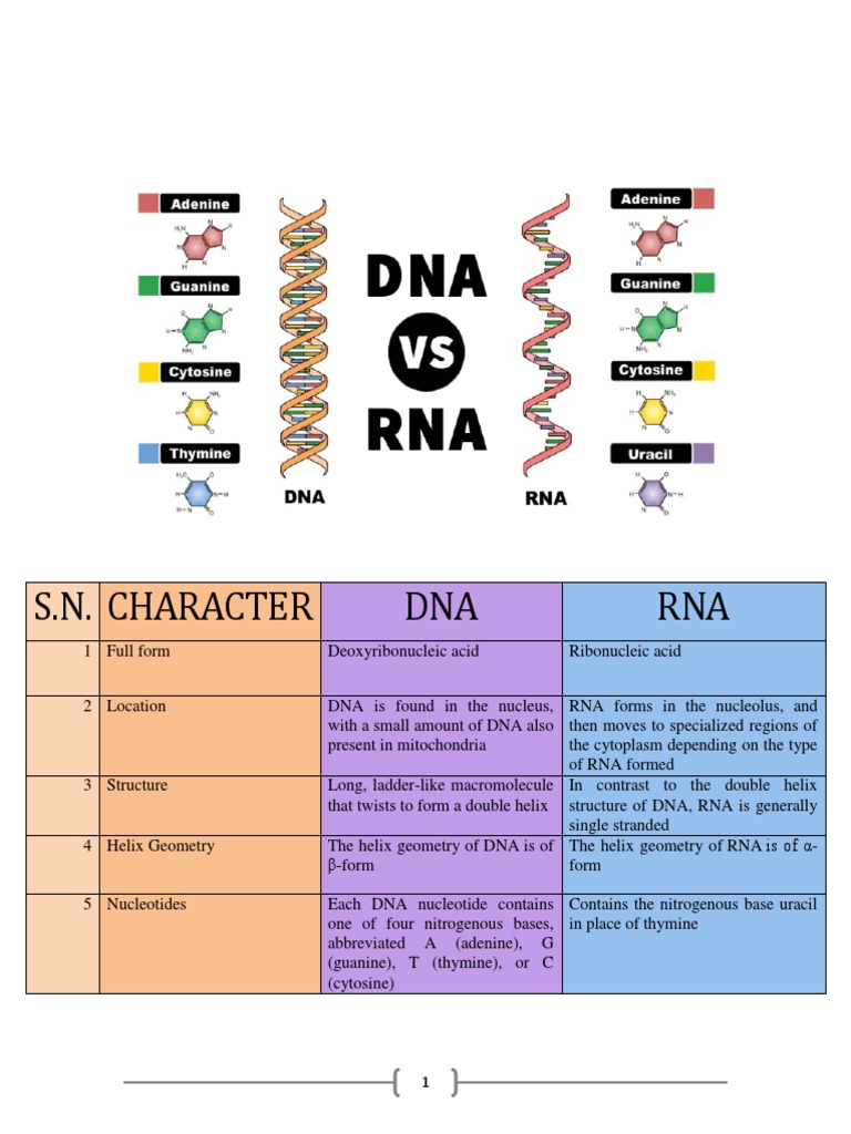 Adn Vs Arn Rna Nucleotides