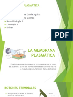 La Membrana Plasmática Presentacion