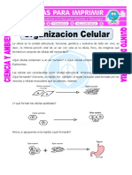 Organizacion Celular PDF