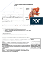 Anexo Aparato Genital AnatomIa Fisiologia y Patologias