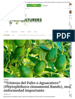 "Tristeza Del Palto o Aguacatero" (Phytophthora Cinnamomi Rands), Una Enfermedad Importante - Agriculturers - Com - Red de Especialistas en Agricultura PDF