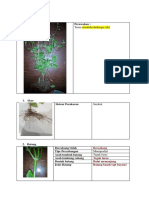 Tabel Pengamatan Herbarium Kelp 4