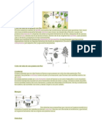 Ciclo de Vida de La Planta Con Flor3