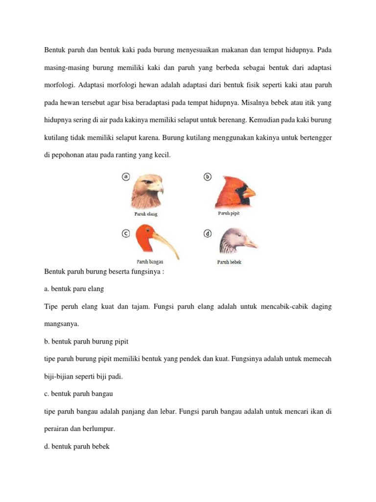 Bentuk Paruh Dan Bentuk Kaki Pada Burung Menyesuaikan Makanan Dan Tempat Hidupnya Pdf