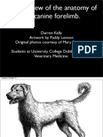 asset_8288_Anatomy of the Canine Forelimb.pdf
