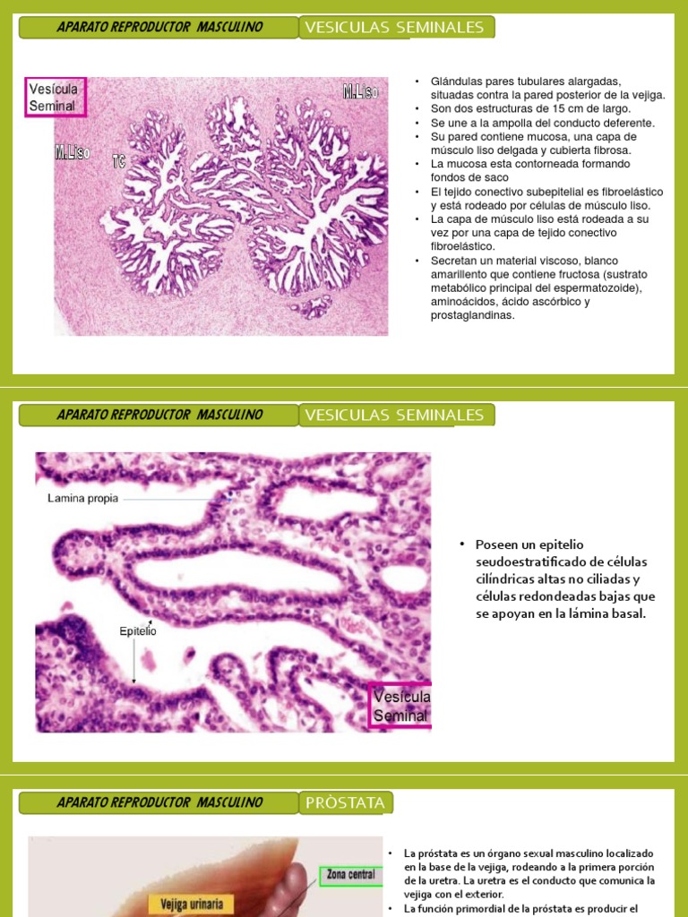 histología de la próstata pdf)