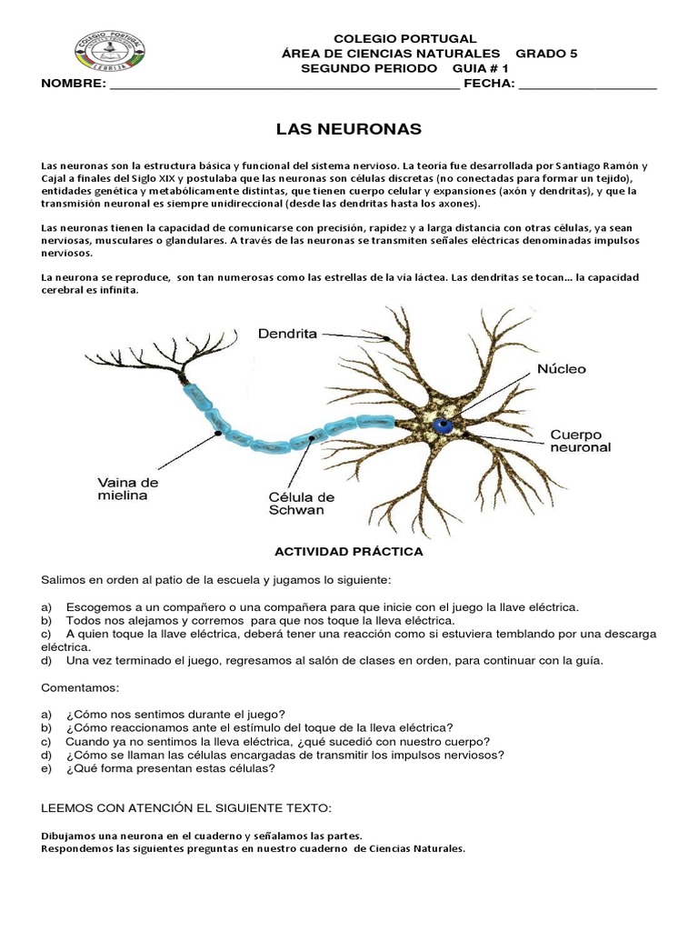 Guía de Neuronas para Estudiantes | PDF | Neurona | Sinapsis