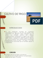 CULTIVO DE TRIGO (Triticum)