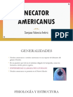 Necator Americanus 