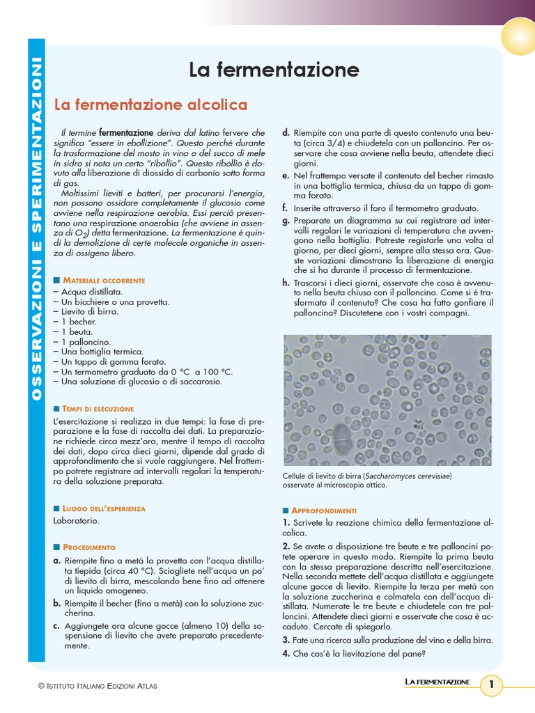4 Fermentazione | PDF, image size:768x1024