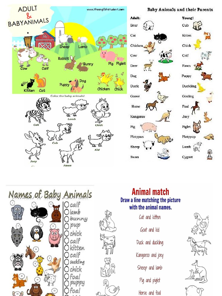 Baby Animals | PDF, image size:768x1024