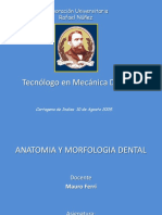 Anatomia y Morfologia Dental