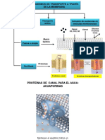 Mecanismos de Transporte A Través de La Membrana