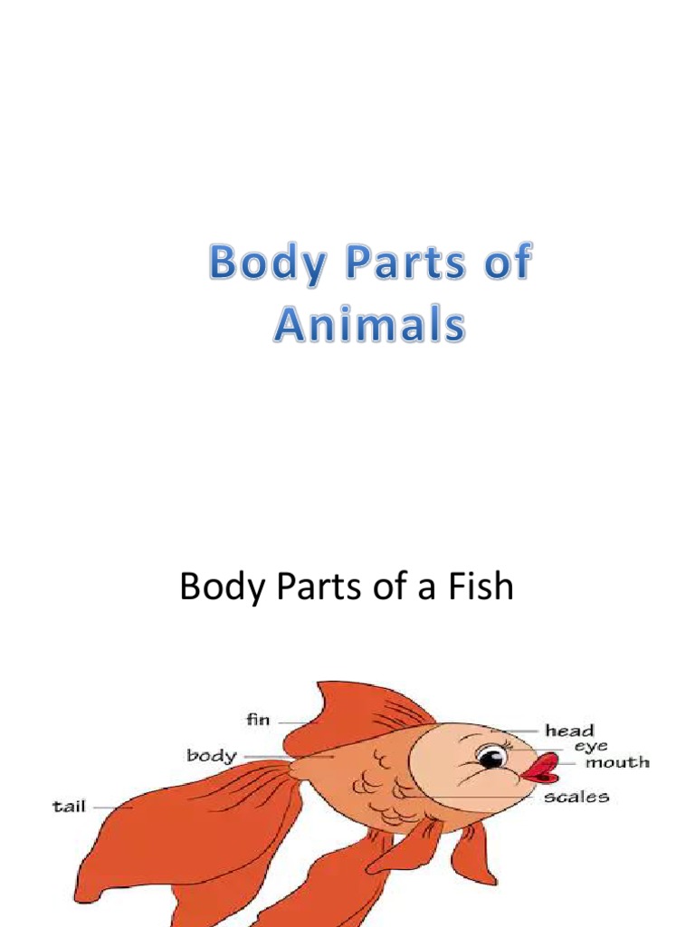 Body Parts of Animals PDF