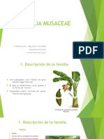 Musaceae-Euphorbiaceae