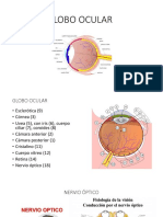 Globo Ocular