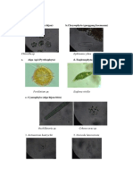 A. Chlorophyta (Alga Hijau) B.chrysophyta (Ganggang Keemasan)