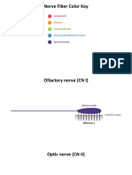 Cranial Nerves Diagram