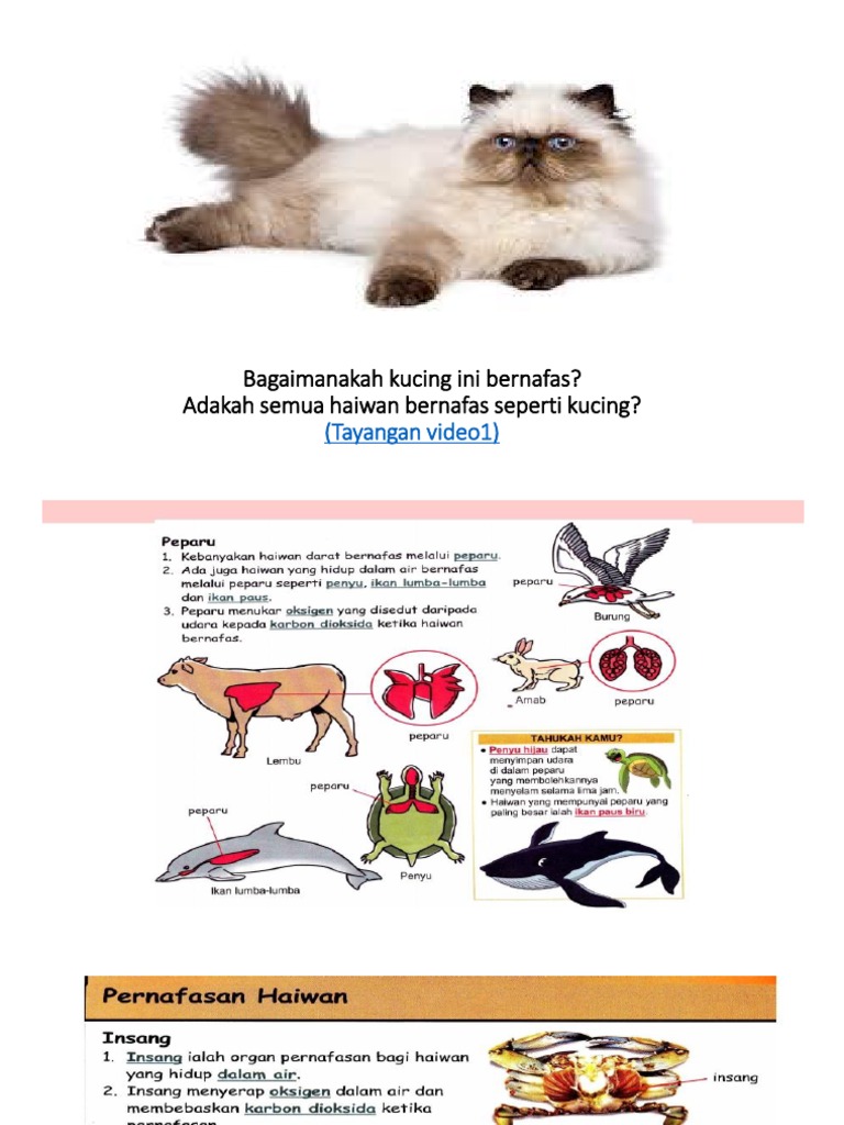 Presentation 1 Pdf