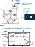 Electron Transport & Oxidative Phosphorylation: Figure 14-3