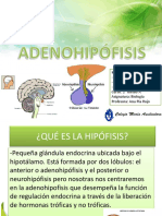 Adenohipófisis Oficial