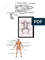 sistema muscular anfibios humano.docx