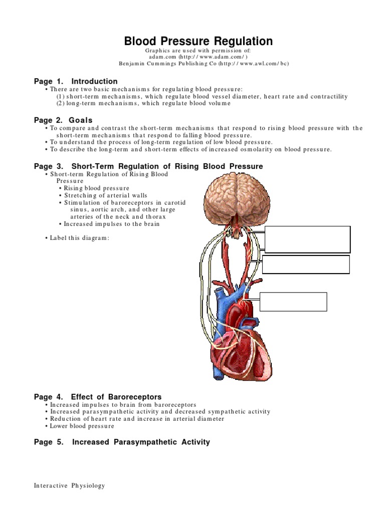 Blood Pressure Regulation Mechanisms | PDF | Angiotensin | Kidney