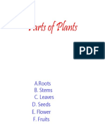 Parts of Plants Josh