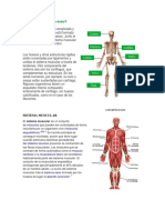 SISTEMA OSEO.docx