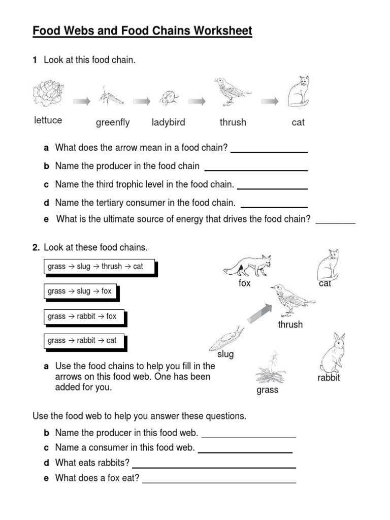 Food Webs and Food Chains Worksheet  PDF Throughout Food Chain Worksheet Pdf