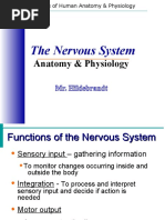 The Nervous System: Anatomy & Physiology