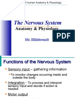 The Nervous System: Anatomy & Physiology