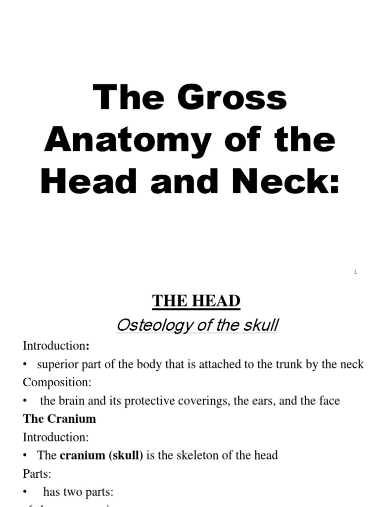 Anatomy of the Head and Neck | PDF | Skull | Human Nose