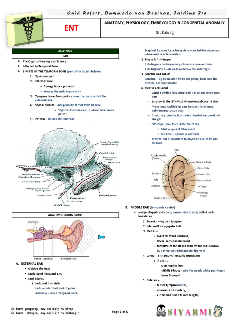 Anatomy of the Ear: Structure and Function | PDF | Vestibular System | Ear