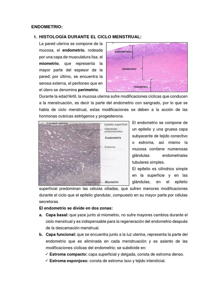 Histología del Endometrio y Ciclo Menstrual | PDF | Menstruación | Epitelio