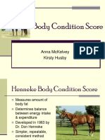 Equine Body Condition Score