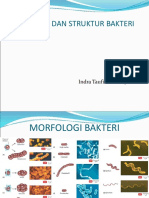 Struktur & Morfologi Bakteri