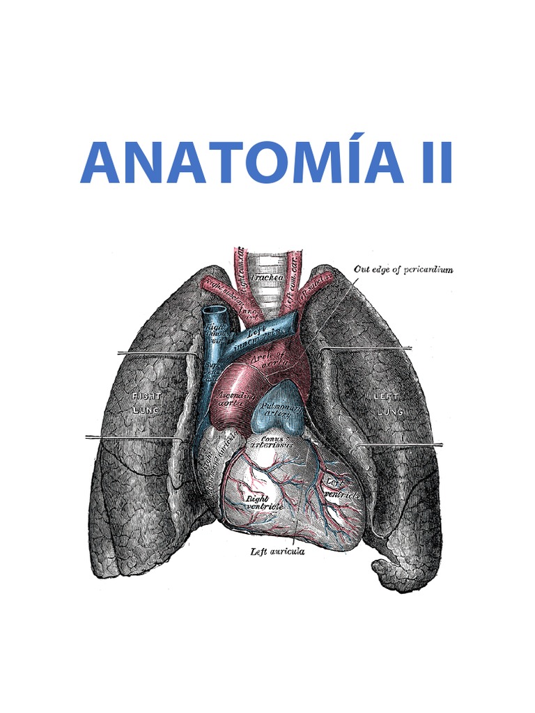Anatomia Ii Pdf Pdf Nervio Vago Tiroides