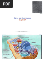 Genes and Chromosomes: Lehninger. Principles of Biochemistry. by Nelson and Cox, 5 Edition W.H. Freeman and Company