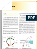 Neuroanatomía - Cap 15. Via Visual