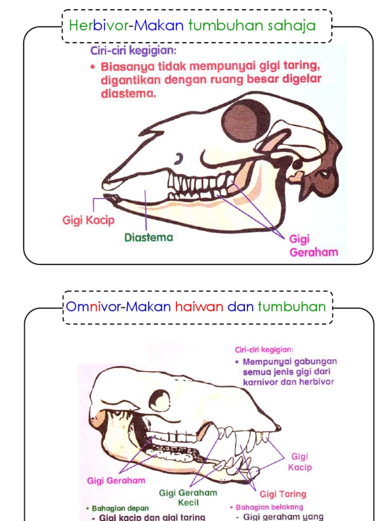 Dst Th3 Gigi Herbivor Karnivor Omnivor Pdf
