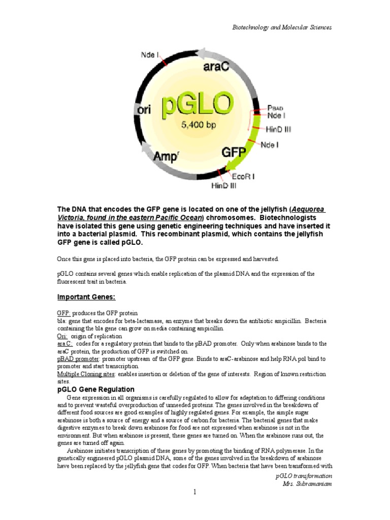 Pglo Gene Regulation PDF Transformation Gene
