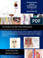 Sist Urinario, Patologias, Genital, Reproductor, Fecundacion, Rn