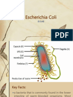 Escherichia Coli (E.Coli) Key Facts & Foodborne Illness Causes