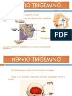 Trigemino