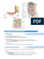 Abdomen Anatomy - Peritoneum and Peritoneal Cavity