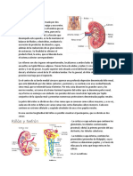 Urolitiasis.docx