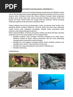 Hewan Bertulang Belakang